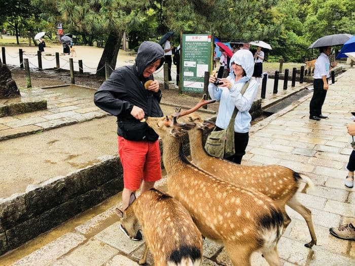 Nara deer