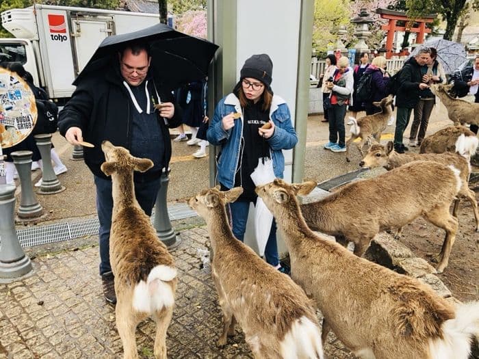 Nara deer