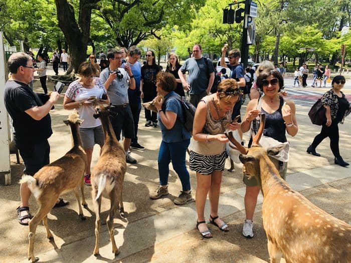 Deer in Nara
