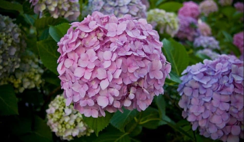 6 Hortensia - Javi Motomachi - Foter