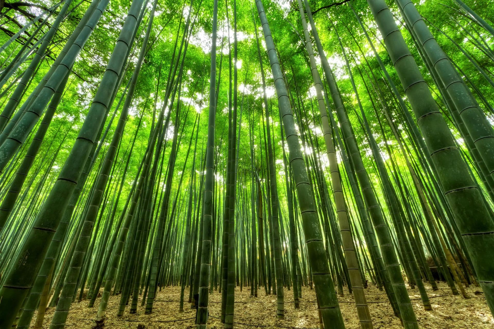 Bamboo_Arashiyama2
