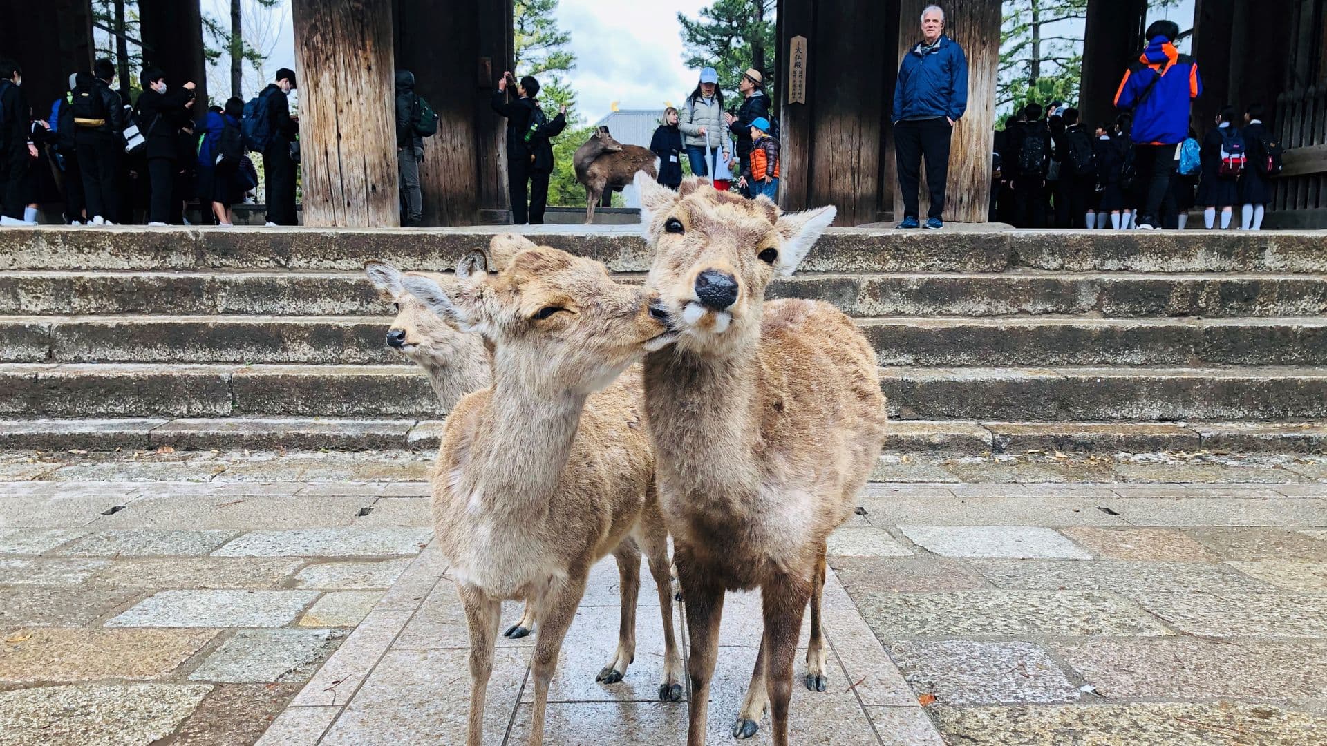 Deer in Nara