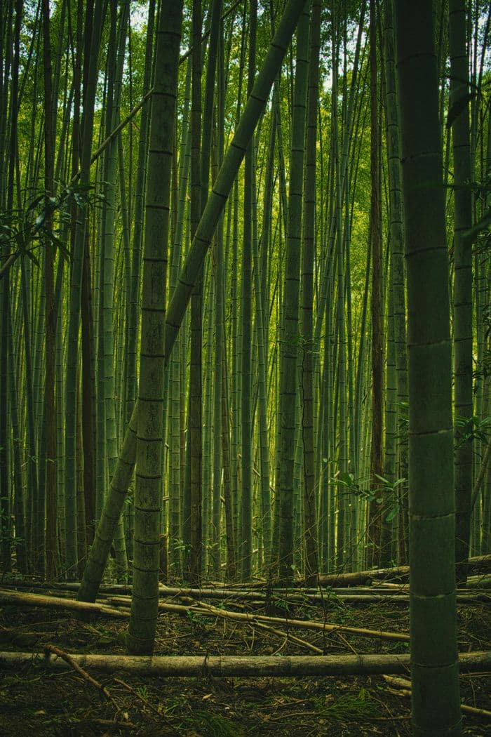 Bamboo_Arashiyama1
