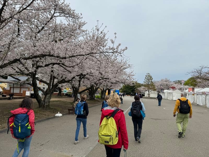 Die Kirschblüte und der größte Park in Fukuoka